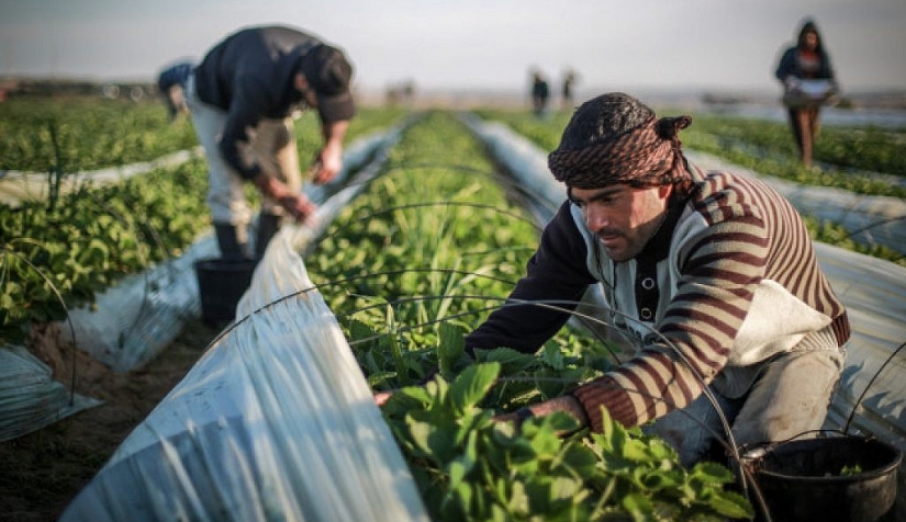 غزة: خسائر جسيمة يتكبدها المزارعون جراء إغلاق الاحتلال للمعابر في وجه  الصادرات الزراعية 