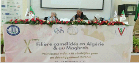 الجزائر تتوفّر على 400 ألف رأس و مختصون يِؤكدون: شعبــــة الإبـــل ثروة غيــــر مستغلّـــة 